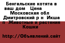 Бенгальские котята в ваш дом › Цена ­ 5 000 - Московская обл., Дмитровский р-н, Икша п. Животные и растения » Кошки   